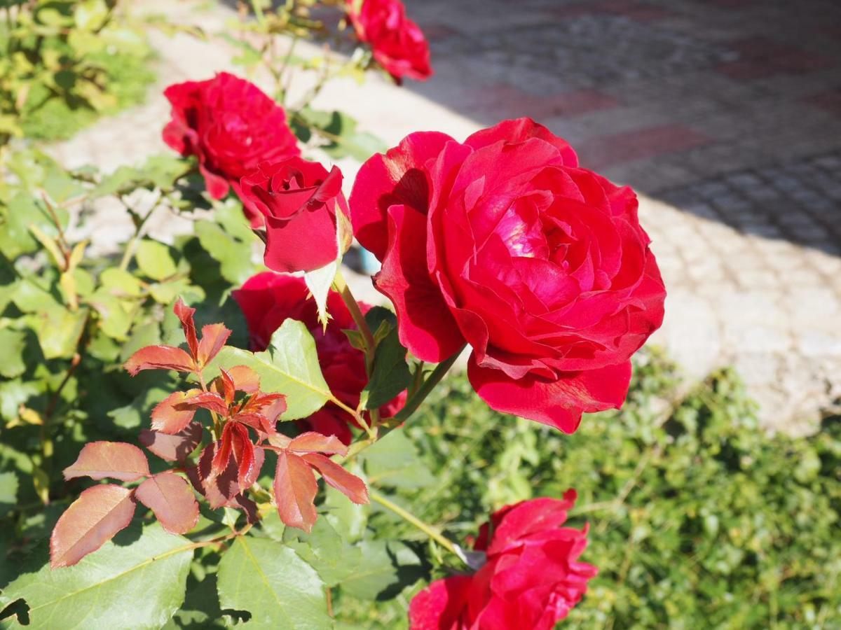 Guest House Stefanovic 브라네 외부 사진